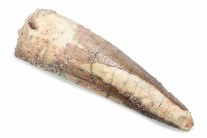 Fossil Spinosaurus Tooth - Real Dinosaur Tooth #370580